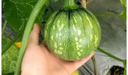 武汉吃瓜小视频