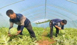 月溪村吃瓜视频网,揭秘乡村生活趣味瞬间