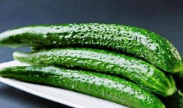 锅盖吃小绿瓜视频,小绿瓜的奇幻之旅