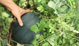 阳光明媚吃瓜视频大全下载,吃瓜视频大全下载攻略