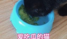猫猫吃瓜偷听视频