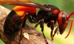 鸟嘴瓜怎么吃最好吃视频,视频教你最佳食用方法