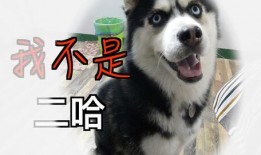 抖音吃瓜哈士奇电钻视频,抖音上最“瓜”的宠物趣味视频