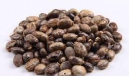 臭瓜萎的籽可以吃吗视频,营养与安全并重的美味探索