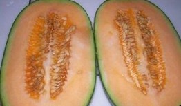 哈密瓜芽能做菜吃吗视频,探索芽苗菜的独特美味