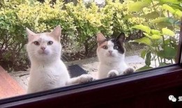 吃瓜视频飞天喵