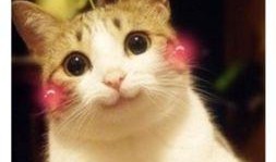 喵咪吃瓜视频素材大全高清,萌态十足，高清素材大盘点