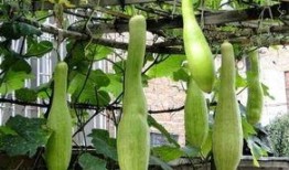 谁知道砍瓜怎么吃的视频,视频揭秘砍瓜新方法