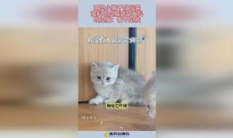 两只小猫吃瓜视频,欢乐吃瓜瞬间