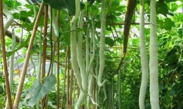 小巷人家吃蛇瓜视频,揭秘蛇瓜的独特烹饪之旅