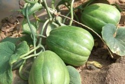 香瓜视频吃瓜网站,揭秘热门吃瓜网站背后的精彩故事