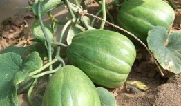 香瓜视频吃瓜网站,揭秘热门吃瓜网站背后的精彩故事