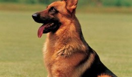 德牧可以吃哈密瓜嘛视频,哈密瓜，真的可以吃吗？