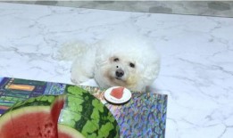 小狗吃瓜可爱搞笑视频,小狗吃瓜搞笑瞬间，萌态可掬引网友爆笑