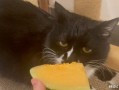 猫吃哈密瓜动画视频大全,猫咪哈密瓜动画视频大盘点