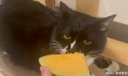 猫吃哈密瓜动画视频大全,猫咪哈密瓜动画视频大盘点