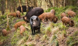 野猪吃红瓜视频大全播放,视频大全引网友热议