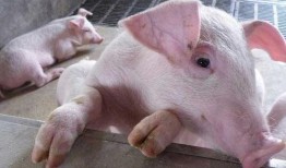 沙瓜是给猪吃的嘛视频讲解,猪的美食还是人类的佳肴？