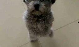 灰泰迪吃哈密瓜可以吗视频,萌态可掬引网友热议