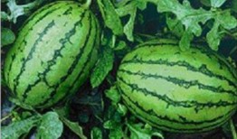 福建家长吃瓜事件视频,校园风波背后的真相揭秘