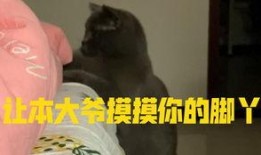 给小猫吃瓜视频大全播放,萌宠小猫欢乐吃瓜瞬间大盘点