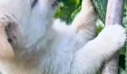 小狗吃瓜可爱搞笑视频,小狗吃瓜搞笑瞬间，萌态可掬引网友爆笑