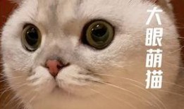 小猫可以吃白兰瓜吗视频,白兰瓜，猫咪的新宠？