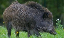 野猪吃红瓜视频大全播放,视频大全引网友热议