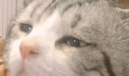 吃瓜视频搞笑猫咪表情包,吃瓜视频里的猫咪欢乐时光