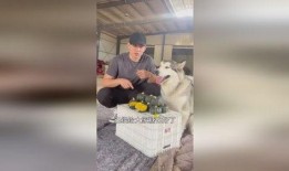 小狗吃瓜可爱搞笑视频,小狗吃瓜搞笑瞬间，萌态可掬引网友爆笑