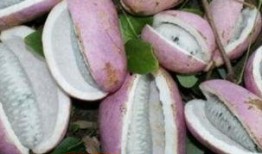 男人吃八月瓜视频,男人品尝后的独特体验