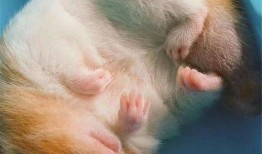 熊鼠吃哈米瓜好吗视频,一场欢乐的美食之旅