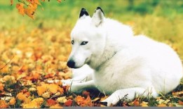 吃瓜白狗视频大全在线观看,吃瓜白狗视频大全，欢乐瞬间尽收眼底