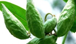 吃牛角瓜视频,视频带你领略独特风味