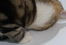 狮子猫吃瓜的视频,萌态十足，网友直呼可爱爆表！