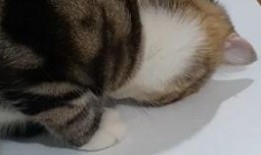 狮子猫吃瓜的视频,萌态十足，网友直呼可爱爆表！