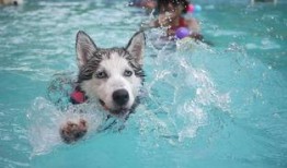 吃瓜二狗游泳池事件视频,一场引发热议的泳池风波