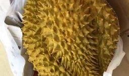 脆瓜要吃籽吗怎么吃的视频,美味脆瓜的完美食用指南