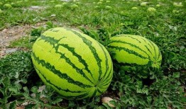 夏天吃小吊瓜好不好呢视频,小吊瓜的清凉魅力