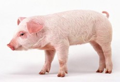 吃瓜吃成猪的视频下载免费,从“吃瓜吃成猪”视频看网络现象背后的饮食文化反思