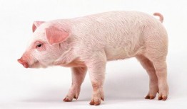 吃瓜吃成猪的视频下载免费,从“吃瓜吃成猪”视频看网络现象背后的饮食文化反思