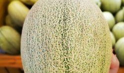 戈壁滩吃蜜瓜视频,沙漠中的甜蜜奇迹