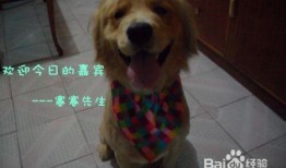 金毛犬可以吃梨瓜吗视频,揭秘梨瓜的适宜性