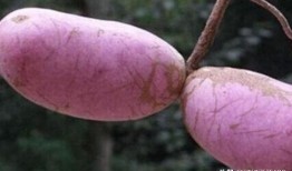 八月瓜如何吃视频,视频教你轻松解锁夏日佳肴