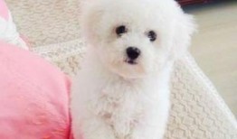 比熊可以吃蜜角瓜吗视频,比熊犬适宜食用蜜角瓜的揭秘与注意事项