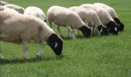 羊能天天吃生瓜吗视频,生瓜真的天天可食吗？