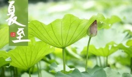 今日夏至吃瓜赏花视频