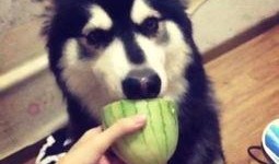 快乐吃瓜视频怎么没了,揭秘背后真相