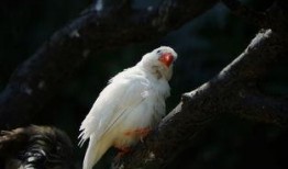 八卦吃瓜小白鸟的原视频,揭秘娱乐圈幕后故事