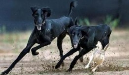 细狗程女士吃瓜视频,揭秘娱乐圈幕后真相